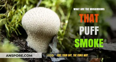 Mysterious Smoke-Puffing Mushrooms: Unveiling Nature's Fungal Wonders