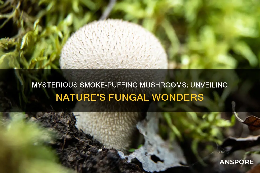 what are the mushrooms that puff smoke