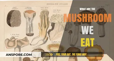 Exploring Edible Mushrooms: A Guide to Safe and Delicious Varieties