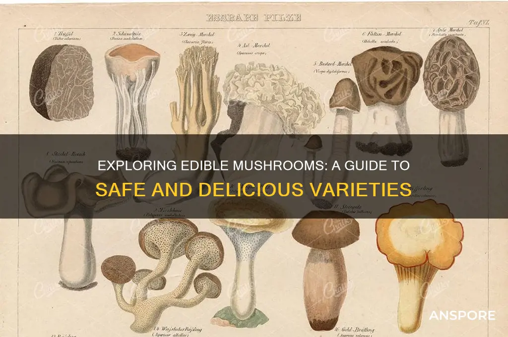 what are the mushrooms we eat