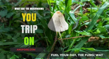 Exploring Psychedelic Mushrooms: What Are the Varieties That Induce Trips?