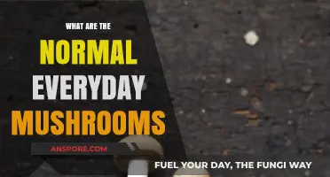 Exploring Common Edible Mushrooms: Everyday Varieties You Should Know
