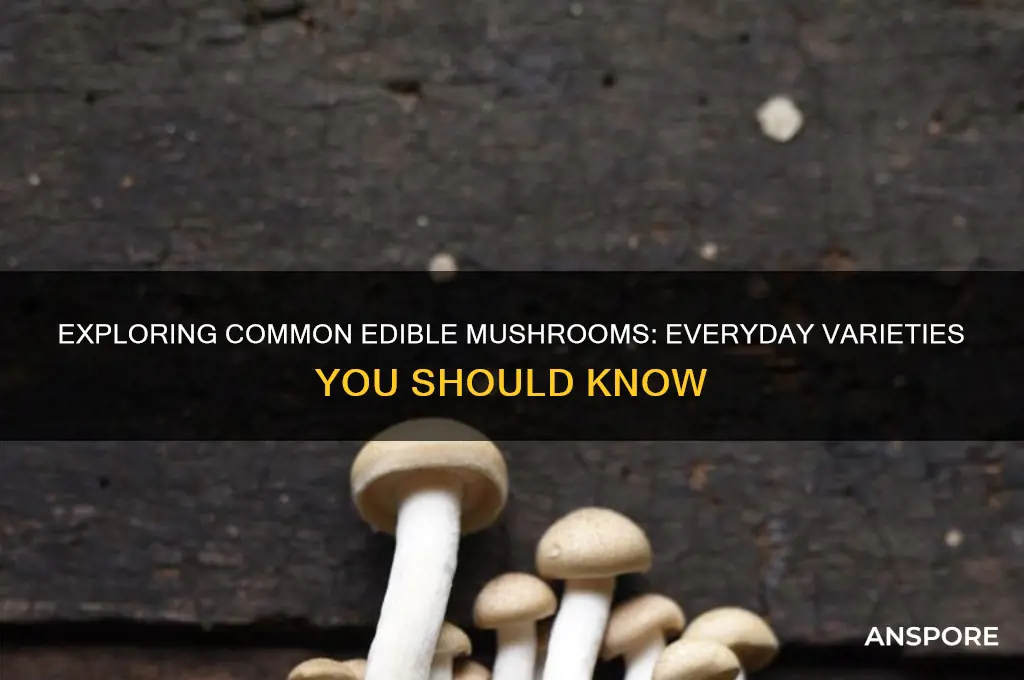 what are the normal everyday mushrooms