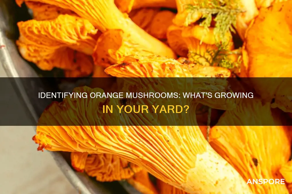 what are the orange mushrooms growing in my yard