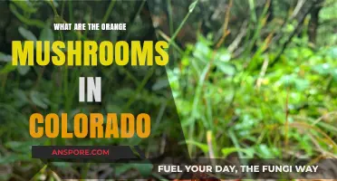 Identifying Colorado's Vibrant Orange Mushrooms: A Guide to Their Types and Habitats