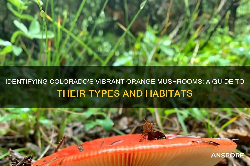 what are the orange mushrooms in colorado