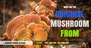 Unveiling the Ancient Origins of Earth's Original Mushrooms