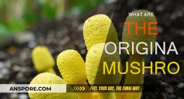 The Ancient Origins of Edible Mushrooms