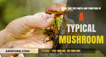 Exploring Mushroom Anatomy: Parts and Functions of a Typical Fungus