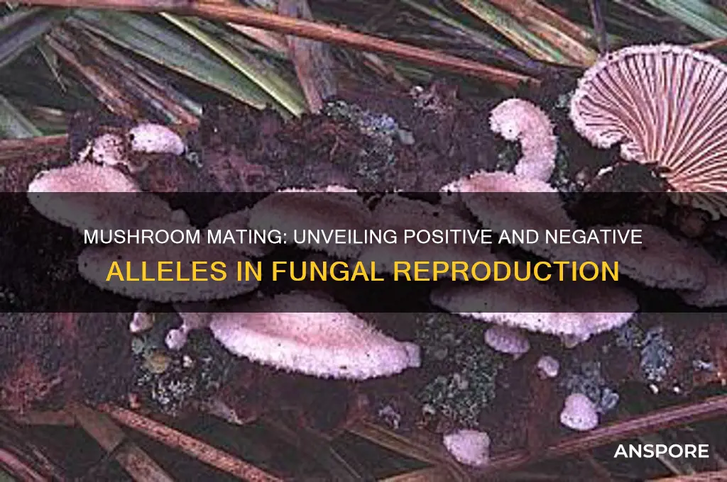 what are the positive and negative alleles in mushroom sex