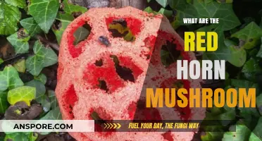 Exploring the Unique Characteristics of Red Horn Mushrooms: A Guide