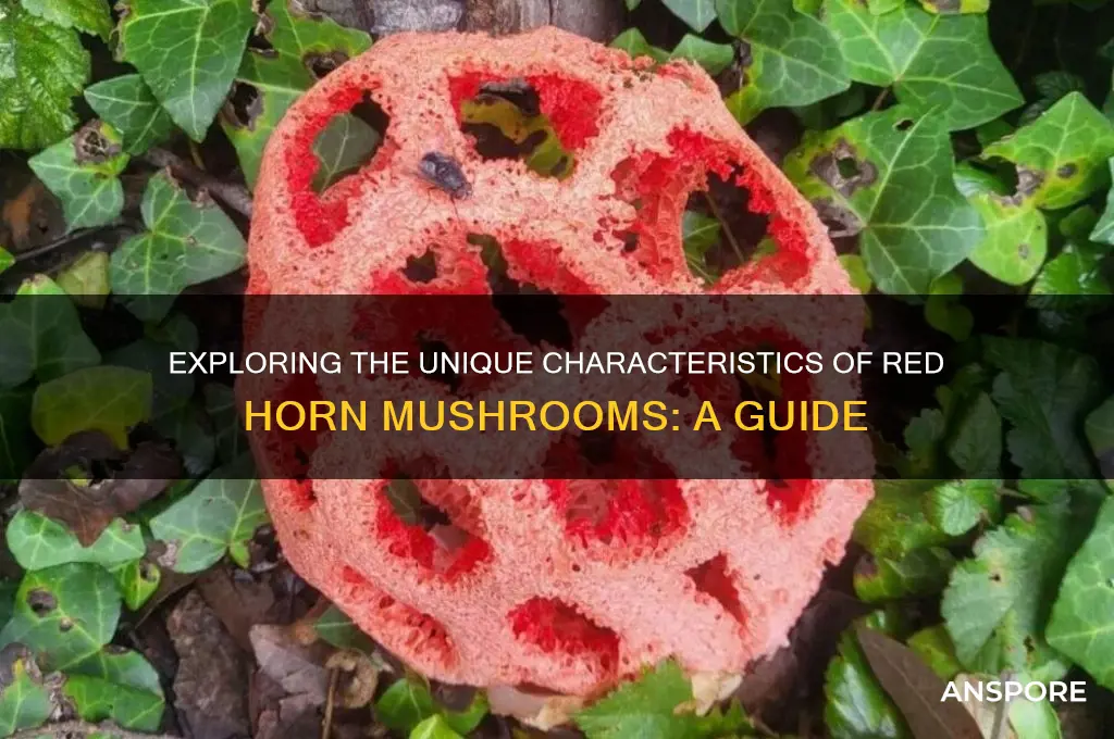 what are the red horn mushroom