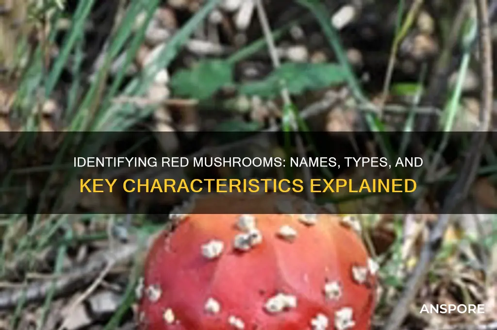 what are the red mushrooms called