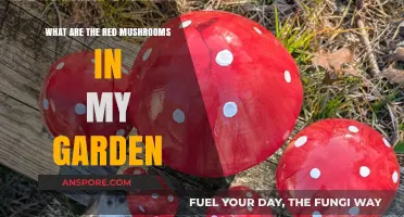 Identifying Red Mushrooms in Your Garden: A Quick Guide