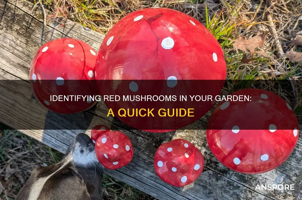 what are the red mushrooms in my garden