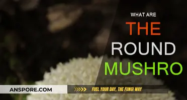 Round Mushrooms: What Are They?
