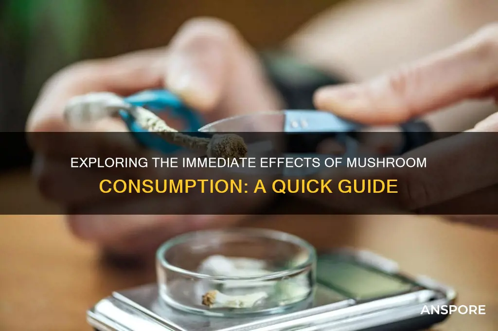 what are the short term effects of mushrooms