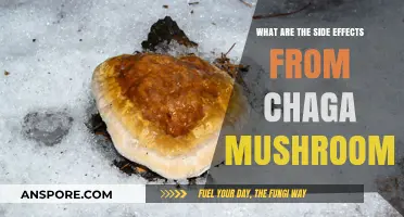 Chaga Mushrooms: Uncovering Potential Side Effects and Health Risks