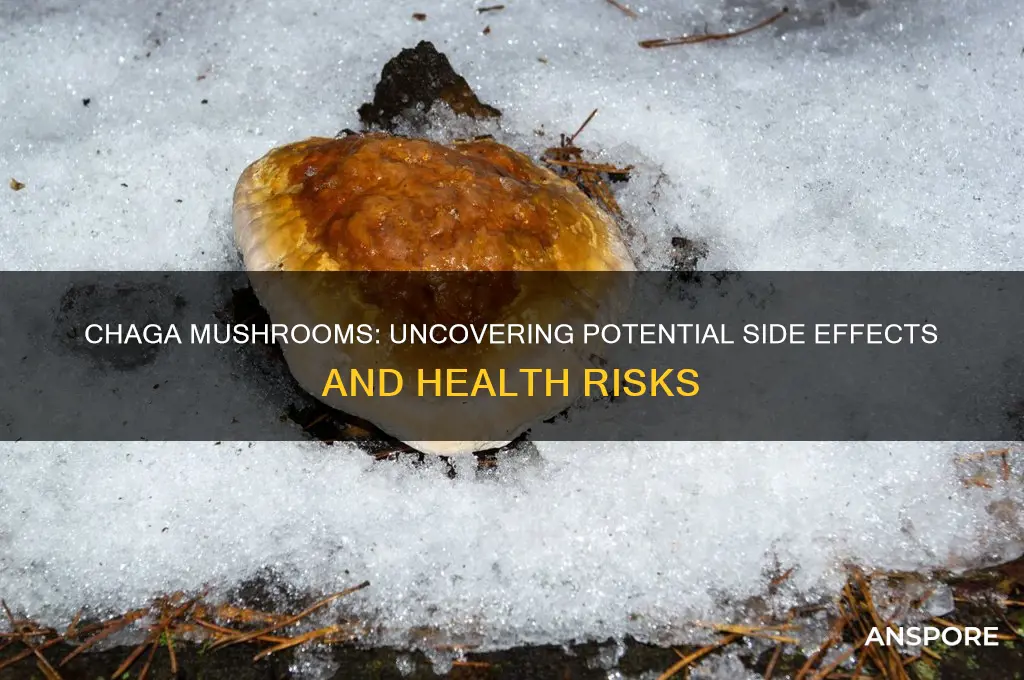what are the side effects from chaga mushrooms