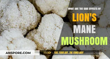 Lion's Mane Mushroom Side Effects: What You Need to Know