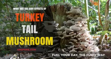 Turkey Tail Mushroom Side Effects: What You Need to Know