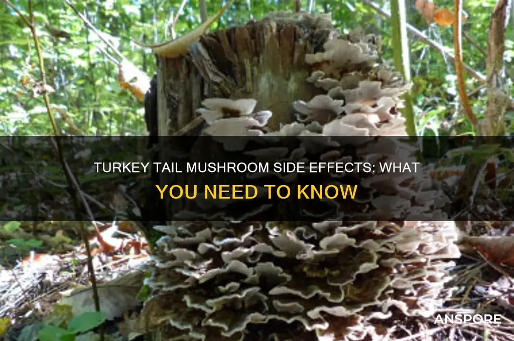 what are the side effects of turkey tail mushroom