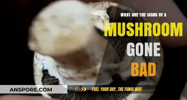 How to Spot Spoiled Mushrooms: Key Signs of Decay