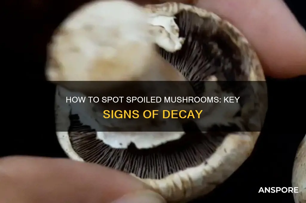 what are the signs of a mushroom gone bad