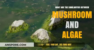 Mushrooms and Algae: Unveiling Surprising Similarities in Nature's Odd Couple