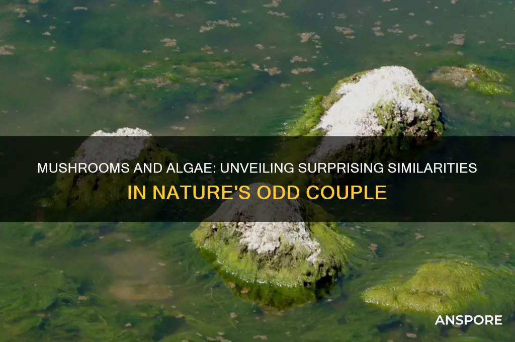 what are the similarities between mushroom and algae