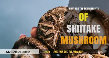 Shiitake Mushrooms: Unlocking Radiant Skin Benefits Naturally