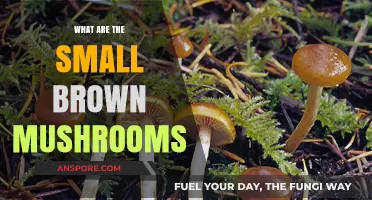 Identifying Small Brown Mushrooms: A Beginner's Guide to Common Varieties