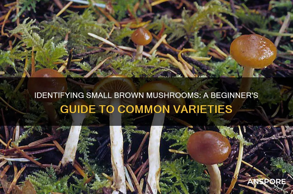 what are the small brown mushrooms