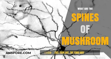 Understanding Mushroom Spines: Structure, Function, and Ecological Significance
