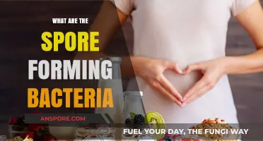 Understanding Spore-Forming Bacteria: Survival Mechanisms and Health Implications