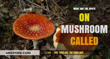 Understanding Mushroom Spots: What Are Those Tiny Marks Called?