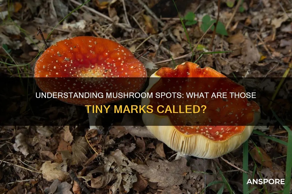 what are the spots on mushrooms called