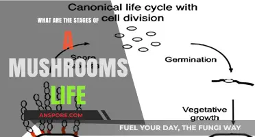 Exploring the Fascinating Stages of a Mushroom's Life Cycle
