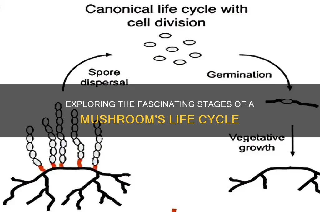 what are the stages of a mushrooms life