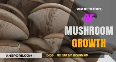 Understanding the Fascinating Stages of Mushroom Growth and Development
