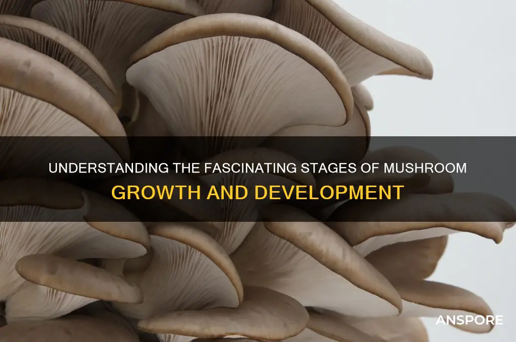 what are the stages of mushroom growth