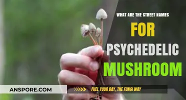 Exploring Psychedelic Mushrooms: Common Street Names and Their Origins