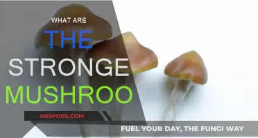Mushroom Power: Nature's Strongest Superfoods