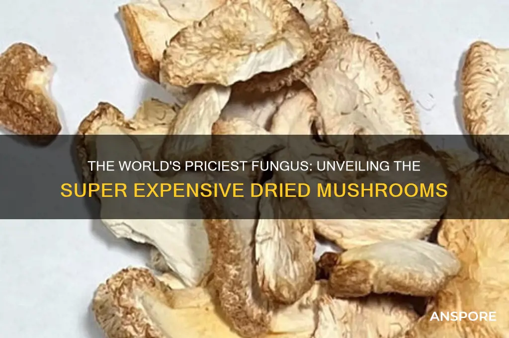 what are the super expensive dried mushrooms called