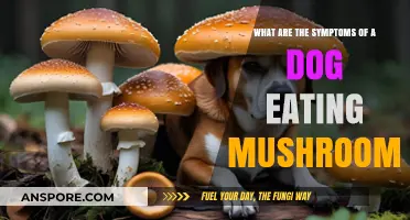 Mushroom Poisoning in Dogs: Recognizing Symptoms and Seeking Help