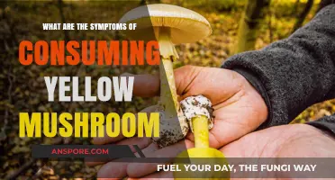 Yellow Mushroom Symptoms: Recognizing Poisoning Signs and Health Risks