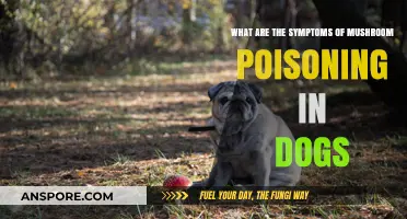 Recognizing Mushroom Poisoning Symptoms in Dogs: A Comprehensive Guide