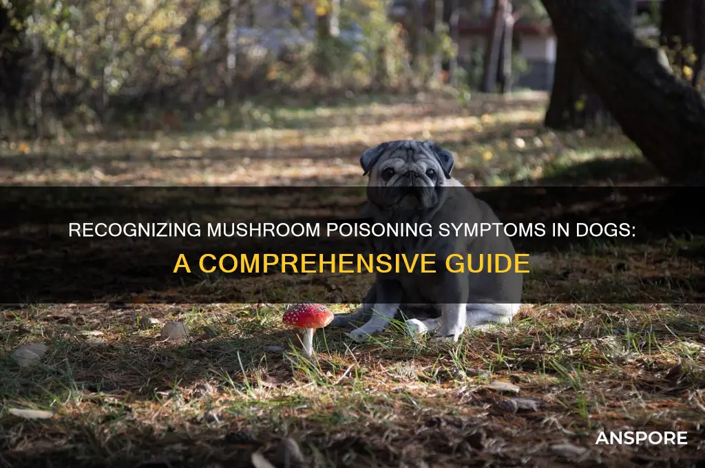 what are the symptoms of mushroom poisoning in dogs