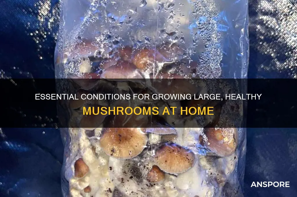 what are the things mushrooms need to fruit large mushrooms