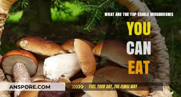 Delicious and Safe: Top Edible Mushrooms to Enjoy in Your Meals